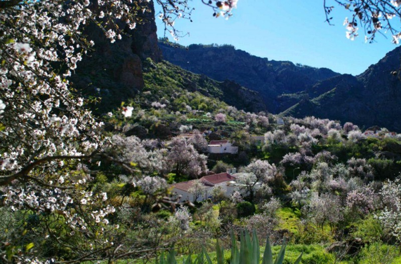 Almendro en flor