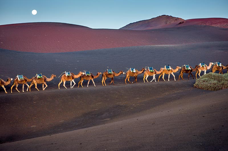 Camel - Timanfaya Park