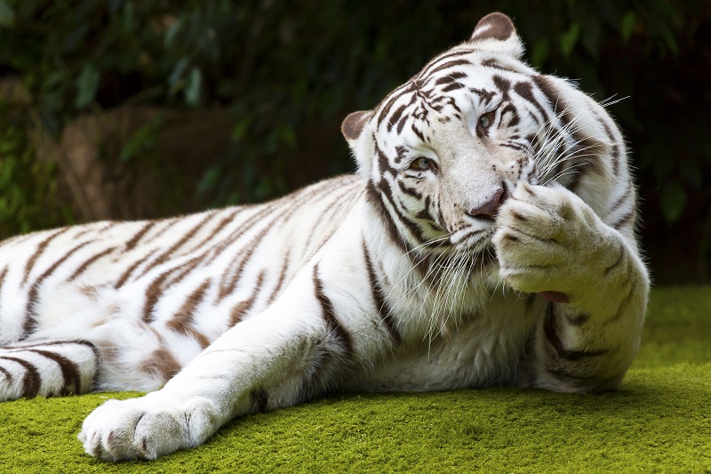 Loro Parque