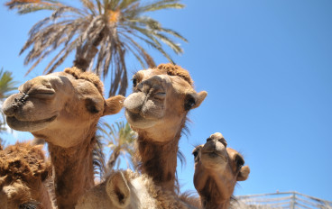 Oasen Park Fuerteventura