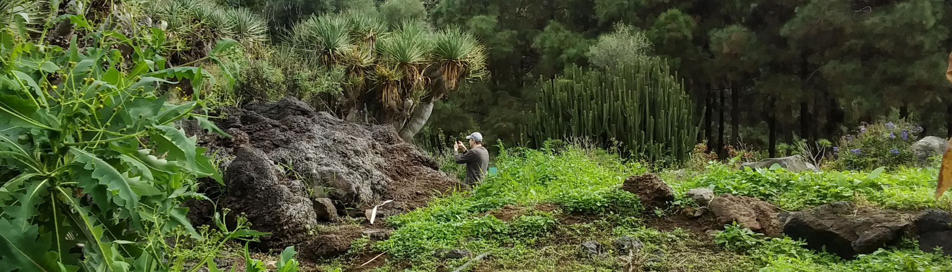 Jardin des Canaries