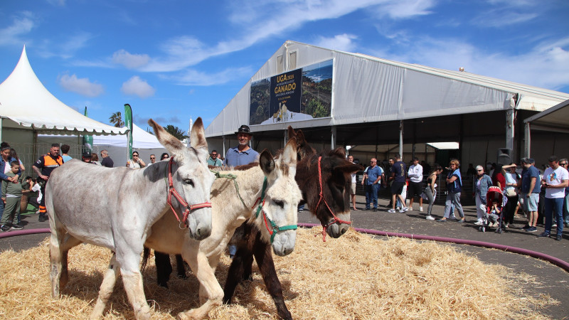 Fêtes d'Uga 2026 à Lanzarote