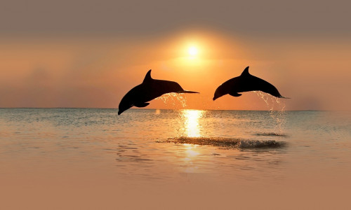 Sunset & Dolphins