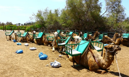 Camel Ride in Fataga