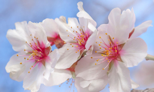 Festival des amandiers en fleurs - Gran Canaria - Gran Canaria