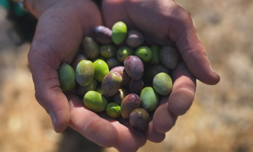 Premium Tour: Oil, Olives, Rum & Bananas - Gran Canaria