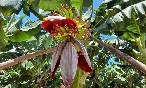Gran Canaria