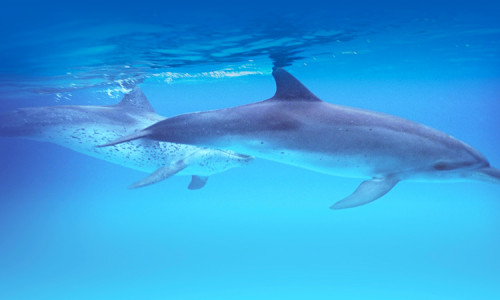 Catamaran de recherche de dauphins et de cétacés